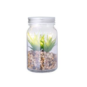 Decorative Plant - Kyala