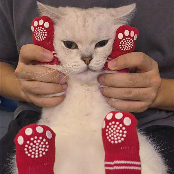 Pet Socks - Image 11