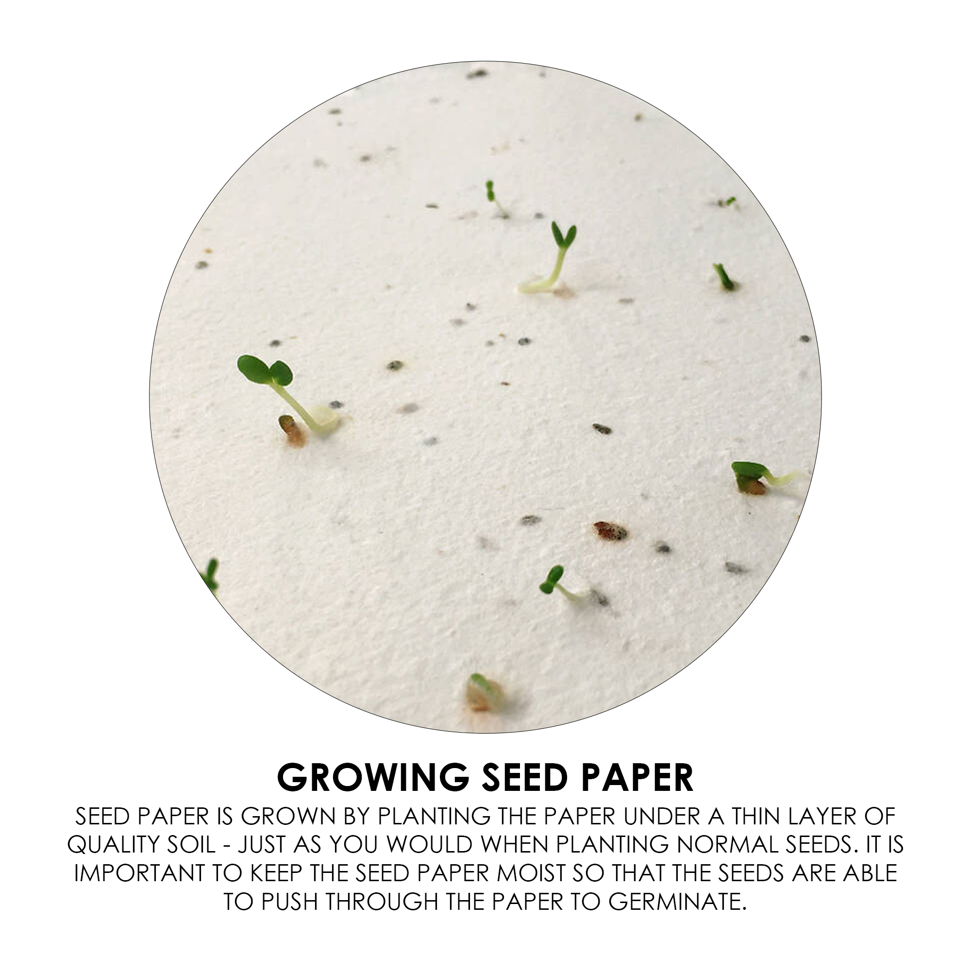 Corn Poppy Seed Sticky Note Pad - Image 7