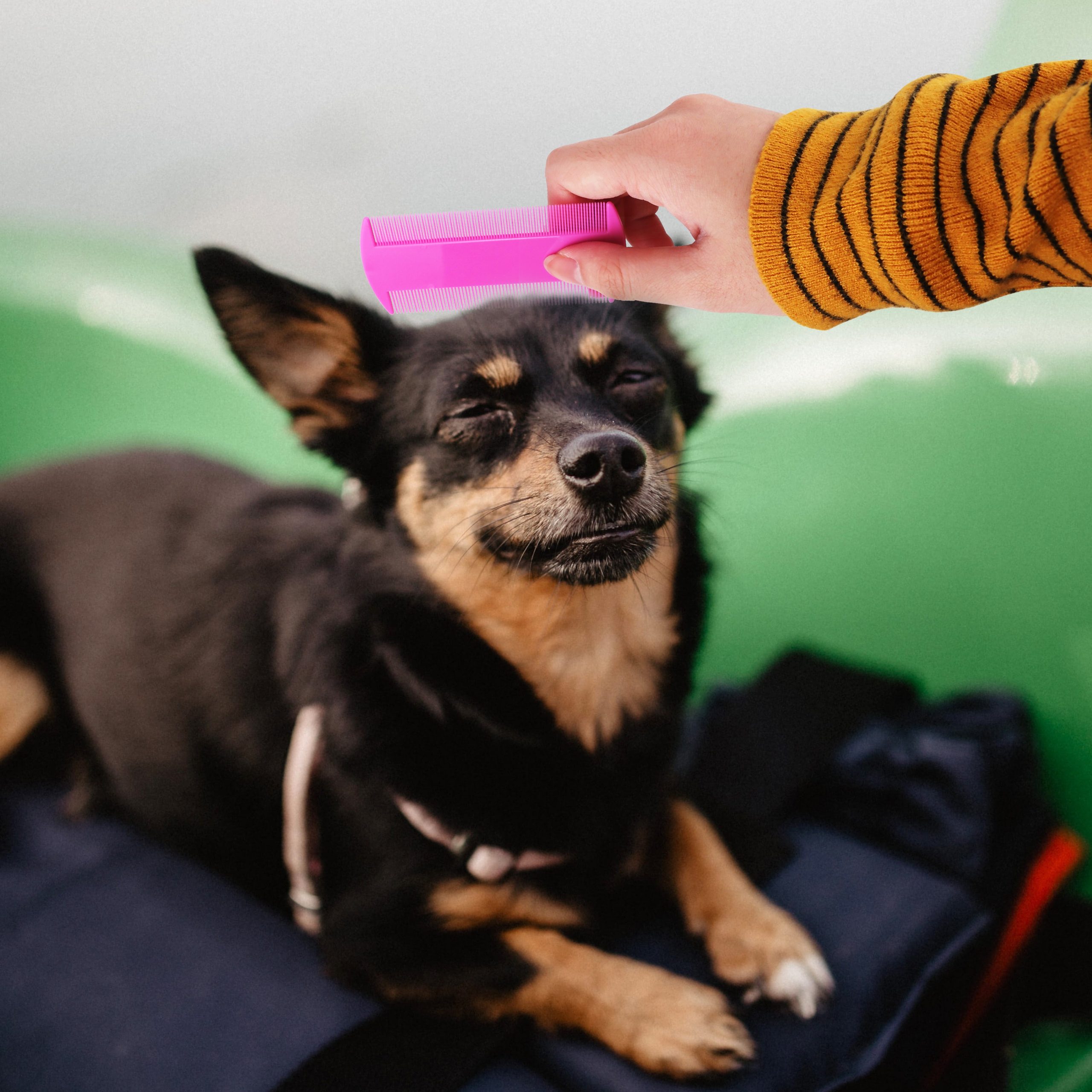 Pet Flea Comb - Image 9