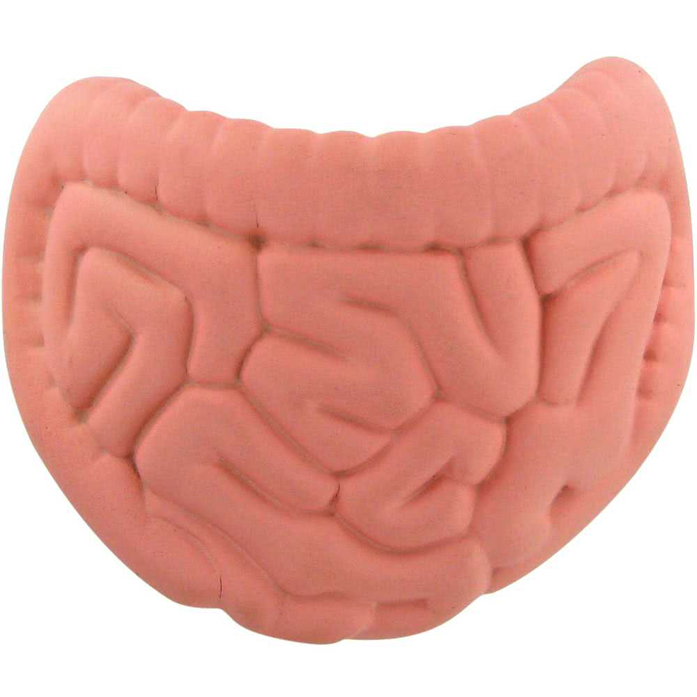 Intestines Shape Stress Reliever - Image 4