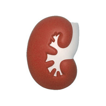 Large Kidney Shape Stress Reliever - Image 2