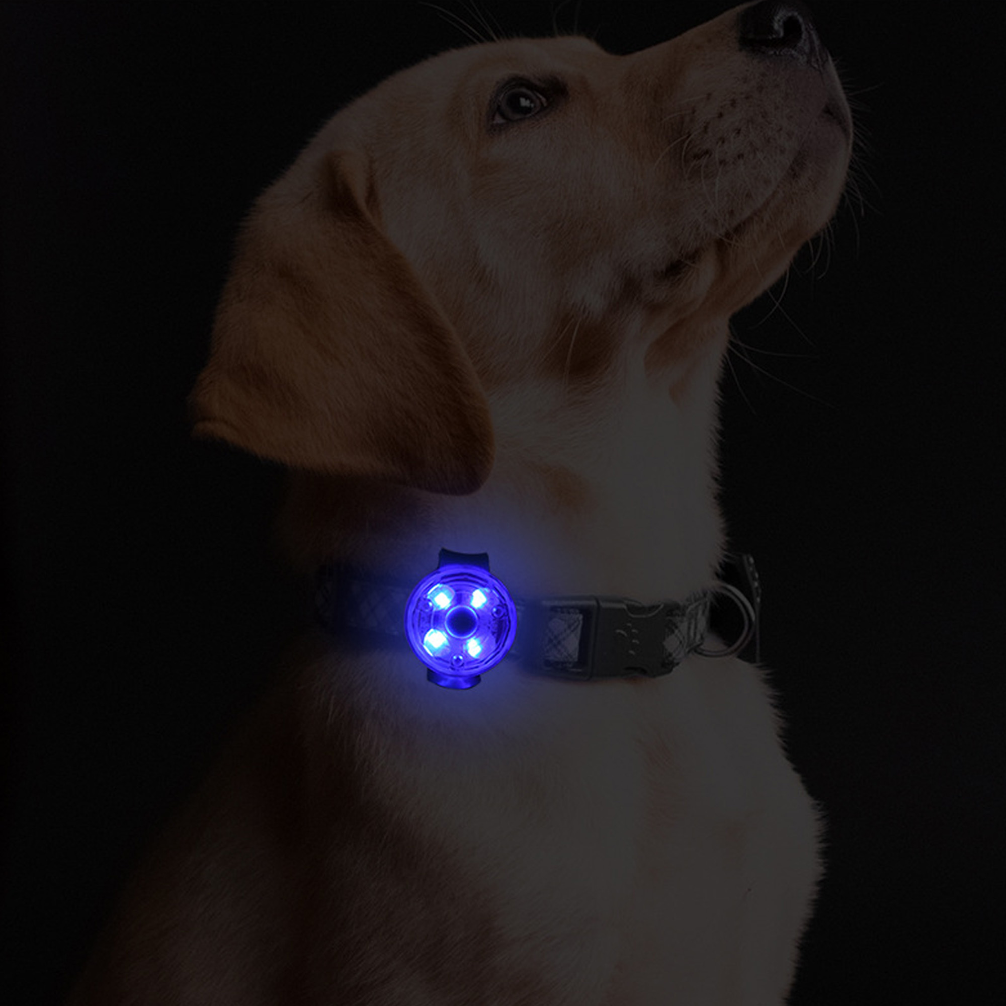 LED Pet Collar Light - Image 8