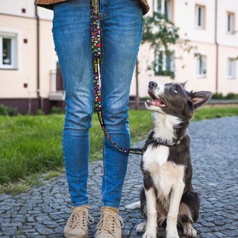 Amigo Dog Leash - Image 5