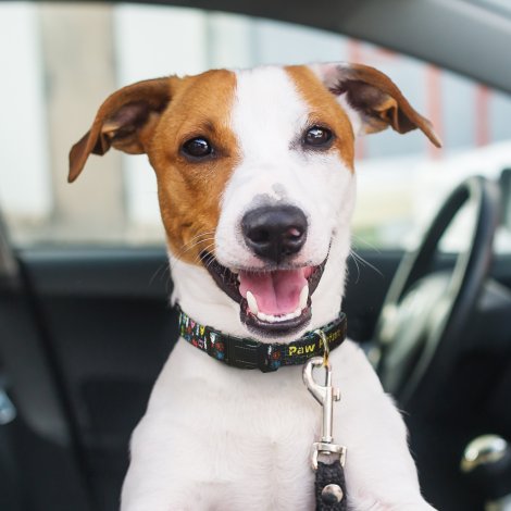 Amigo Dog Collar - Image 4